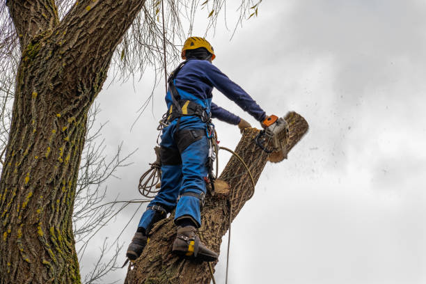 Best Root Management and Removal  in Hartford, WI