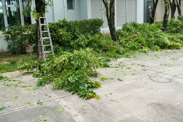 Why Choose Our Tree Removal Services in Hartford, WI?